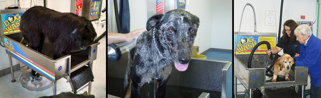 Dog wash pic